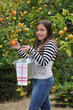 Girl picking oranges from the tree Girl picking oranges from the tree