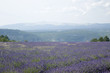 Landscape with lavender from. Provence Landscape with lavender from. Provence