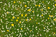 grass