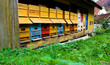 bienenstand