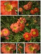 Composition de pavots rouges