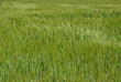 Nel verde