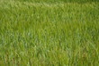 Verde coltivazione