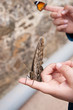 Butterflies on child's hands