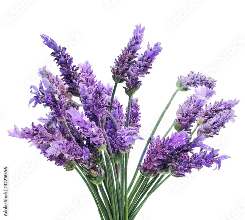 Photo: lavender lavender