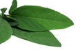 Salbei (Salvia)