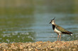 Vanneau huppé vanellus vanellus