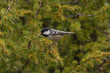 Mésange noire Parus ater