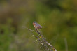 Fauvette passerinette  Sylvia cantillans