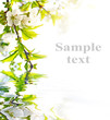 Photo: flowering cherry tree flowering cherry tree