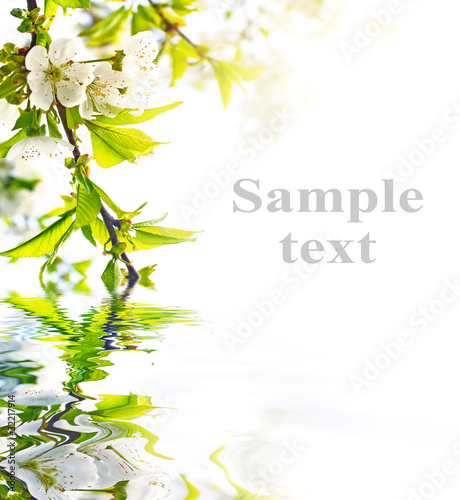 Photo: flowering cherry tree flowering cherry tree
