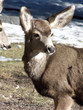 Deer Country