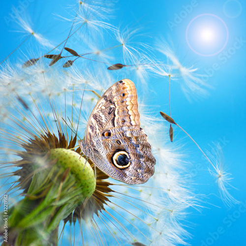 Foto: fly - Pusteblume und Schmetterling fly - Pusteblume und Schmetterling