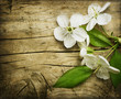 Spring Blossom over wooden background