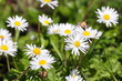 Spring flowers