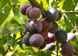 prunes bleues sur branche de prunier