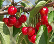 cerises sur branche