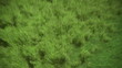 Video: growing grass growing grass