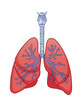 Lungs