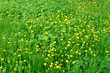 Dandelion flowers in the meadow