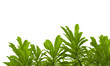green leaves on white background