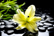 Macro of lily flower and green plant on black pebble