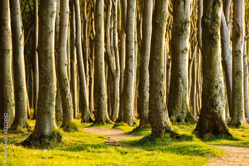 Foto: geheimnisvoller Wald in Norddeutschland geheimnisvoller Wald in Norddeutschland