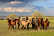 Horses
