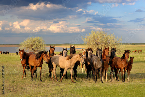 Photo: Horses Horses