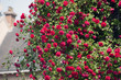 rosier grimpant toiture
