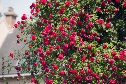 Photo: rosier grimpant toiture rosier grimpant toiture