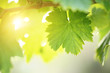 Grapevine