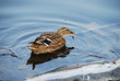Duck on a pond