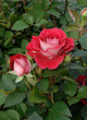 rosier de jardin