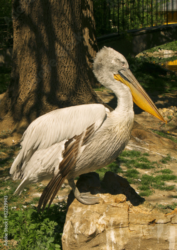 Photo: Stork Stork