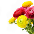 Bouquet of colorful ranunculus