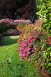 Rhododendron