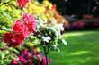 Rhododendron - Nahaufnahme Rhododendron - Nahaufnahme
