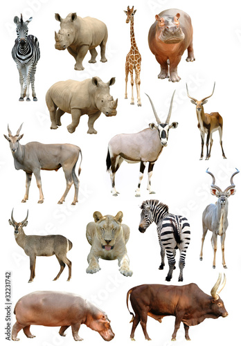 Photo: african animals collection isolated african animals collection isolated