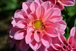Dahlia rose