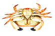 Back side of prepared crab