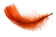 Red feather