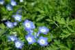 Nemophila