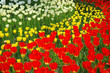 Tulip garden