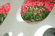 Tulip garden