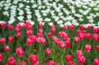 Tulip garden