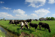 Cows in Holland
