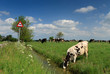 Cow VS traffic sign