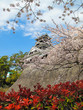 Kumamoto Castle with Sakura blossom and red flower in blue sky