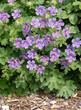 géranium vivace